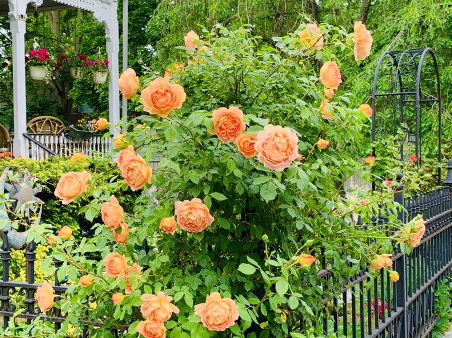 IMG_5284.jpg?type=w966