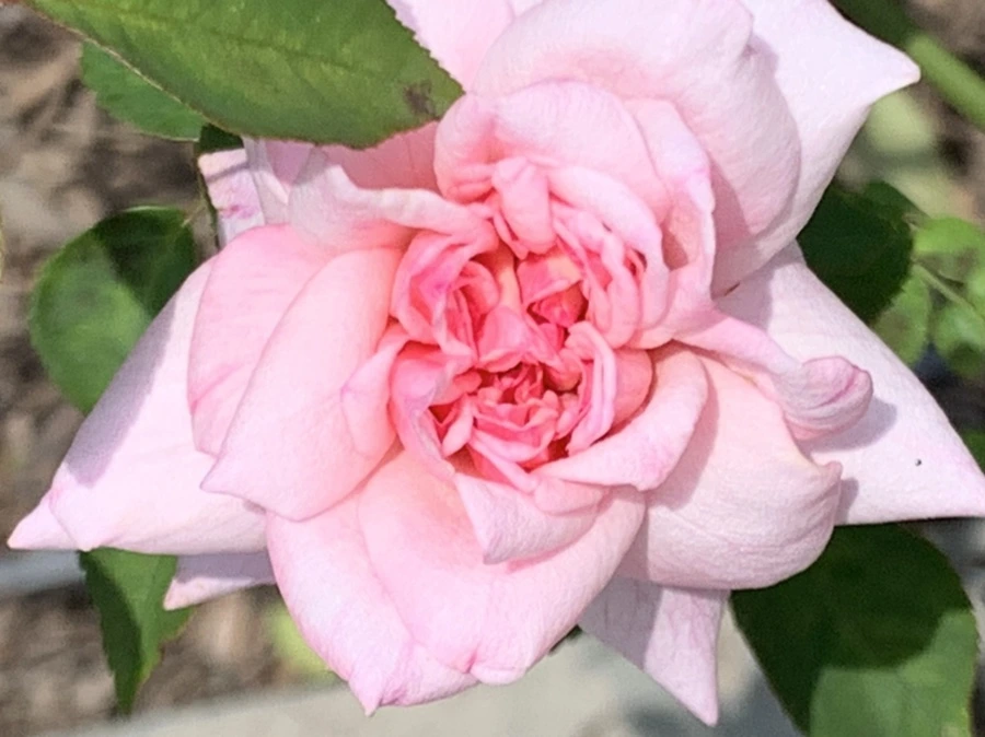 IMG_5444.jpg?type=w966