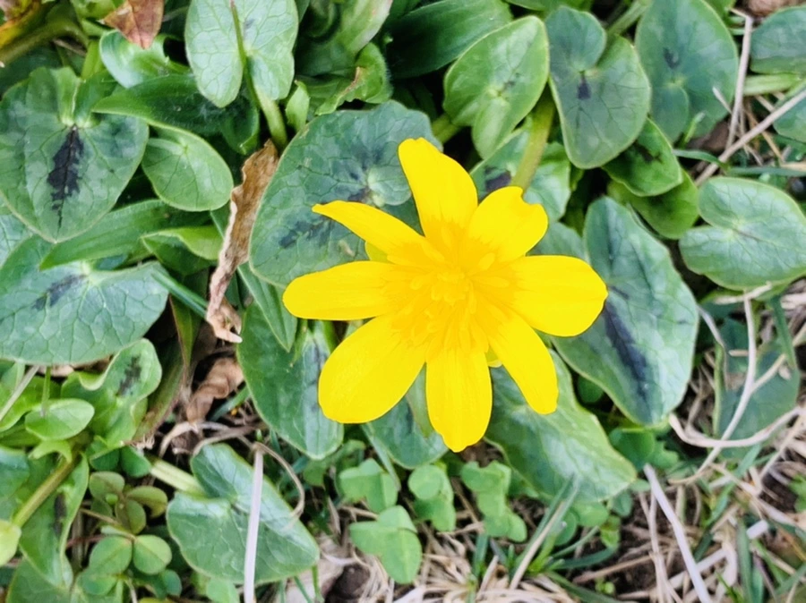 IMG_3433.jpg?type=w966