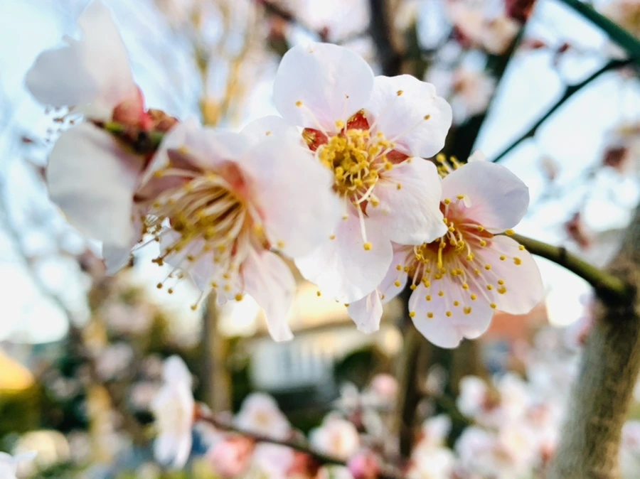 IMG_2222.jpg?type=w966