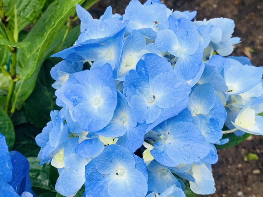 IMG_6289.jpg?type=w966