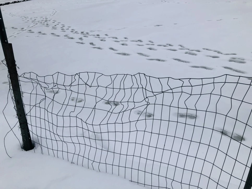 IMG_2709.jpg?type=w966