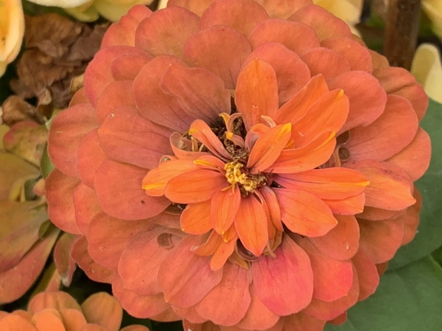 IMG_2656.jpg?type=w966