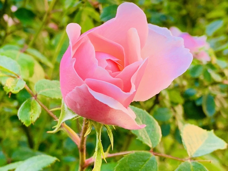 IMG_3570.jpg?type=w966