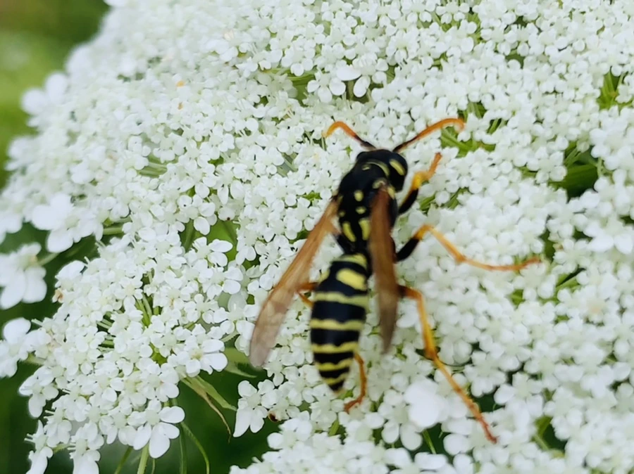 IMG_6843.jpg?type=w966