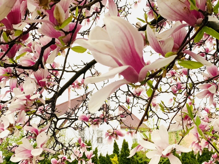 IMG_2381.jpg?type=w966