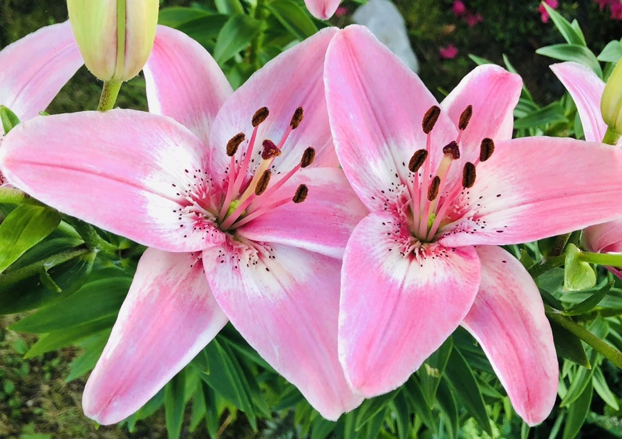 IMG_9769.jpg?type=w966