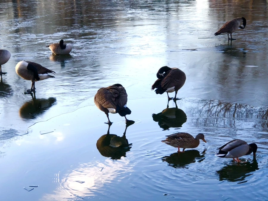 IMG_4928.jpg?type=w966