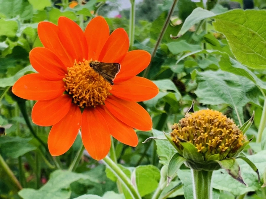 IMG_6973.jpg?type=w966