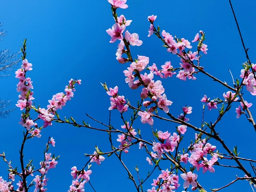 IMG_8148.jpg?type=w966