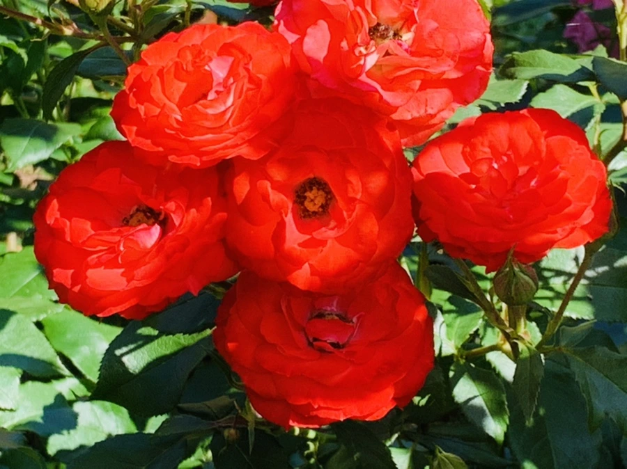 IMG_3136.jpg?type=w966