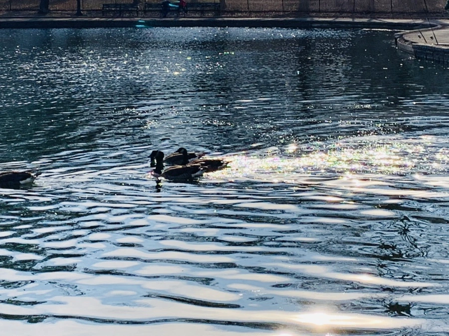 IMG_0375.jpg?type=w966