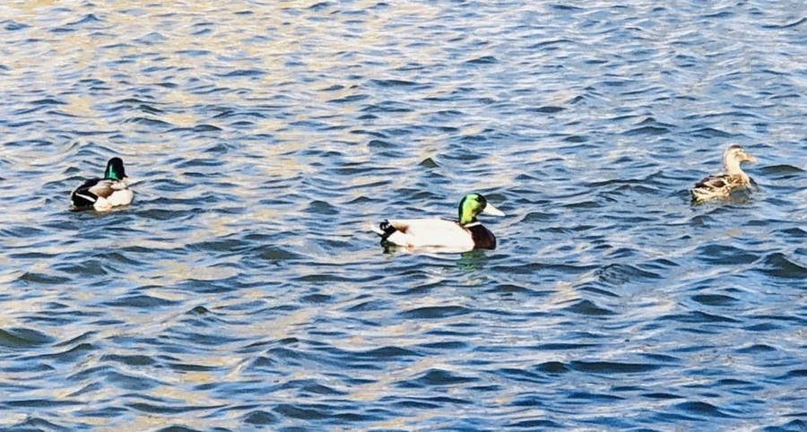 IMG_0202.jpg?type=w966