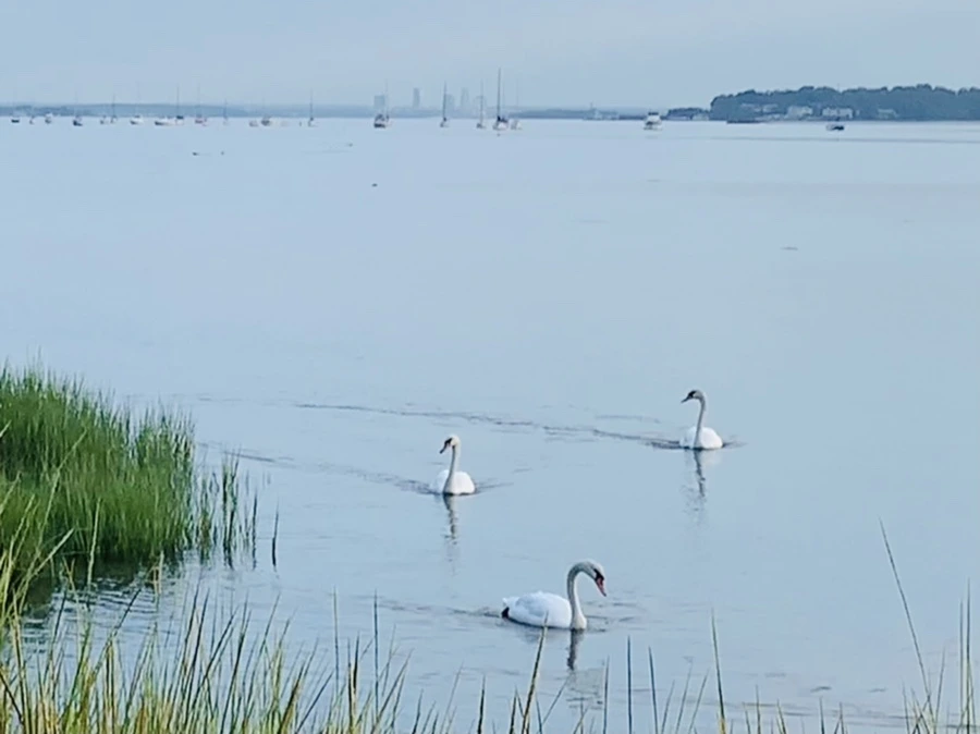 IMG_1376.jpg?type=w966