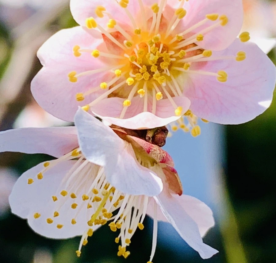 IMG_1359.jpg?type=w966