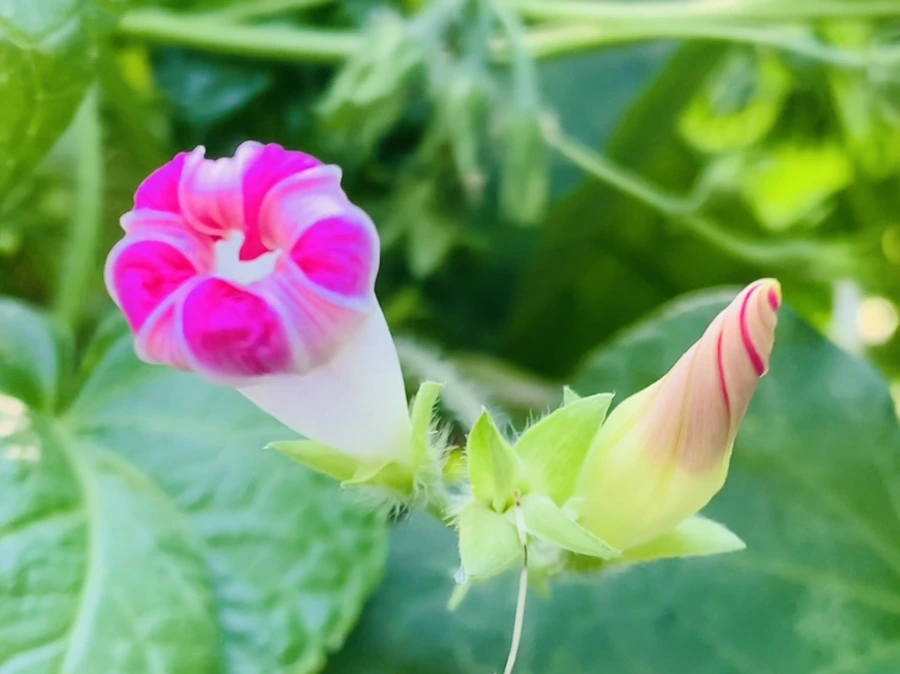 IMG_7647.jpg?type=w966