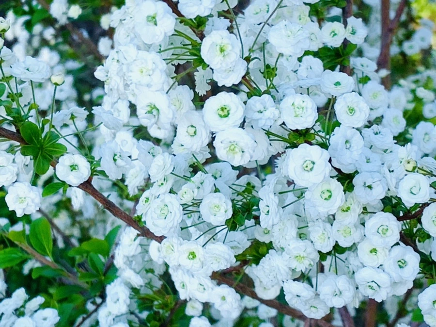 IMG_3285.jpg?type=w966