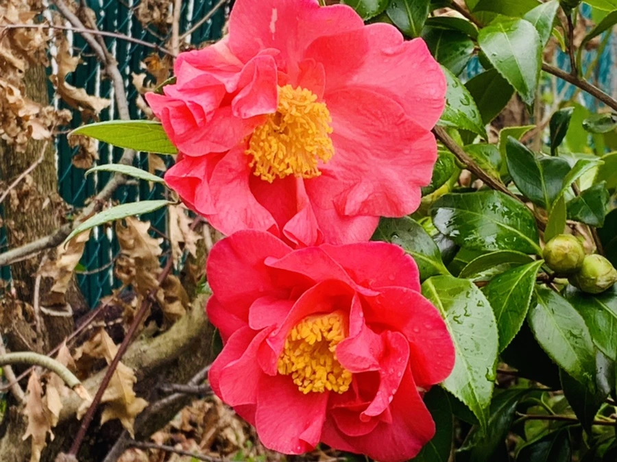 IMG_6253.jpg?type=w966