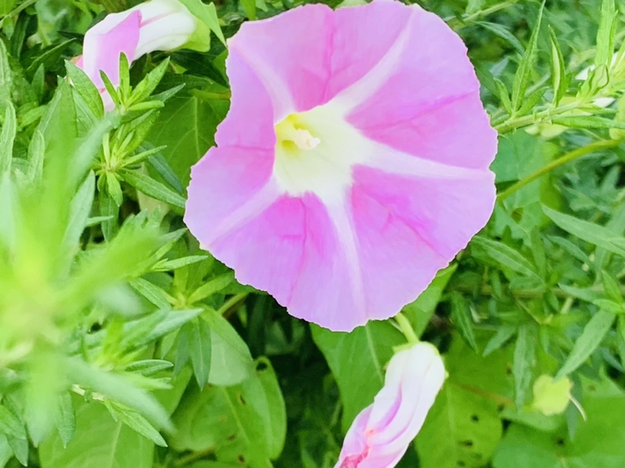 IMG_5986.jpg?type=w966