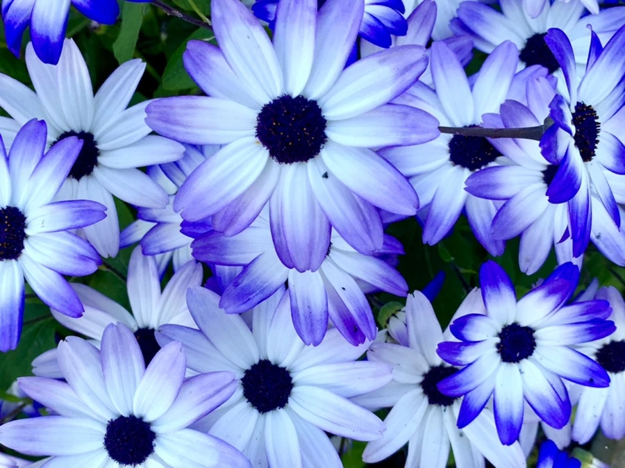 IMG_2177.jpg?type=w966