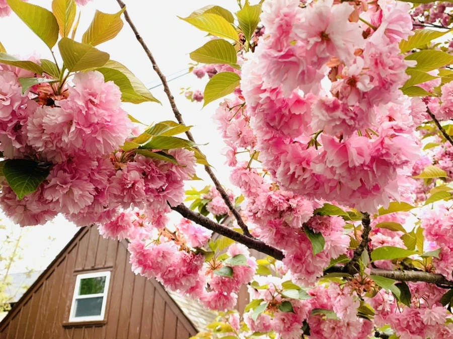 IMG_7144.jpg?type=w966