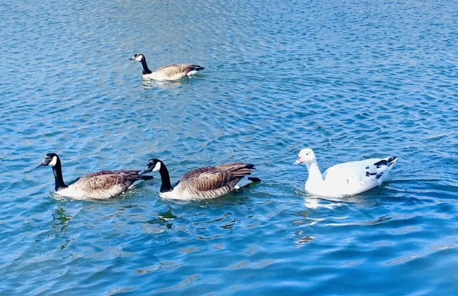 hsk54ZqfPnWkKIDOJ9Qo6Ya8WtQ