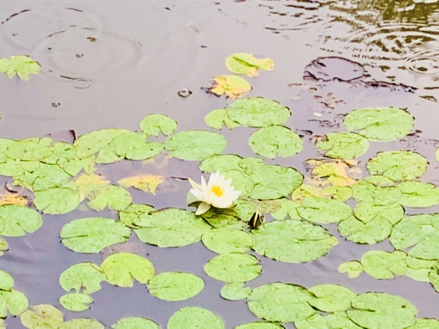 IMG_8345.jpg?type=w966