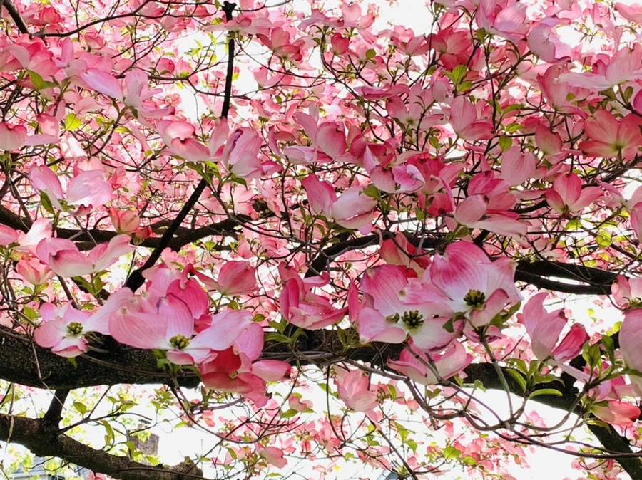 IMG_6814.jpg?type=w966