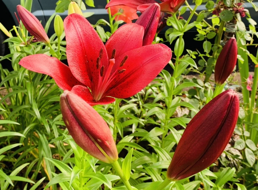 IMG_7302.jpg?type=w966