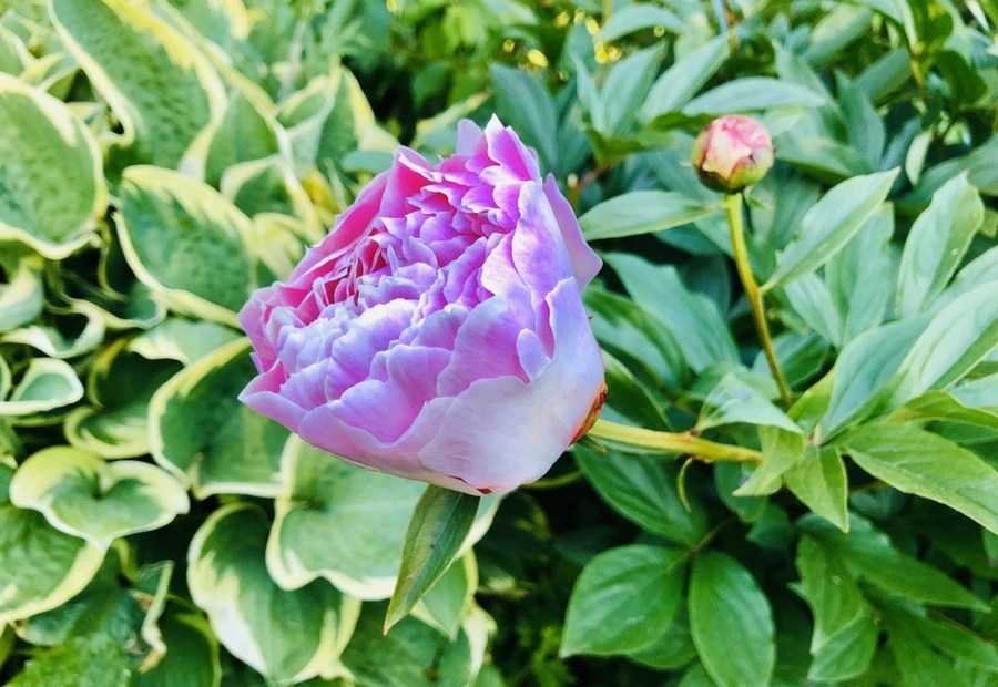 IMG_7757.jpg?type=w966