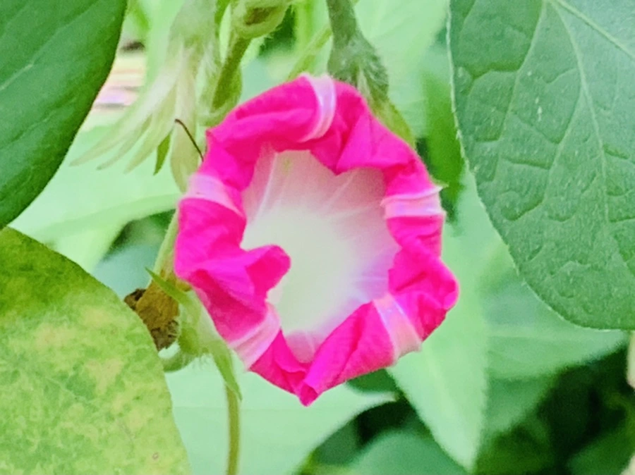 IMG_6005.jpg?type=w966