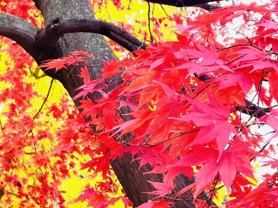 IMG_4408.jpg?type=w966