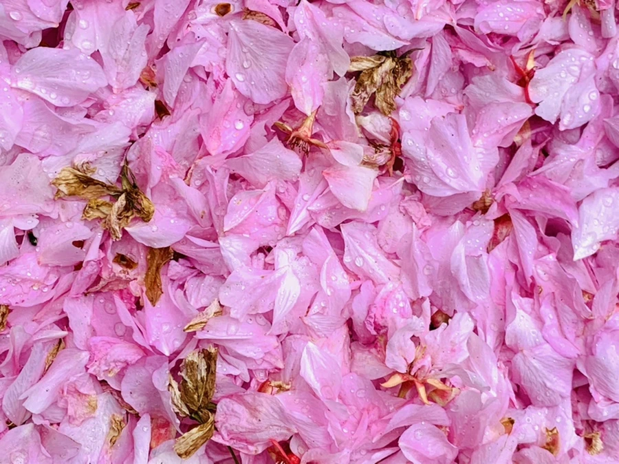 IMG_7281.jpg?type=w966