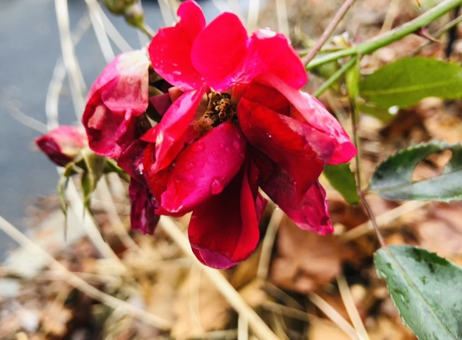 IMG_8106.jpg?type=w966