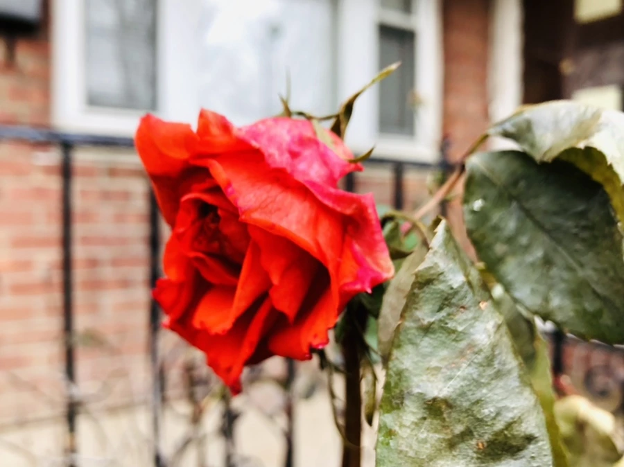 IMG_8761.jpg?type=w966