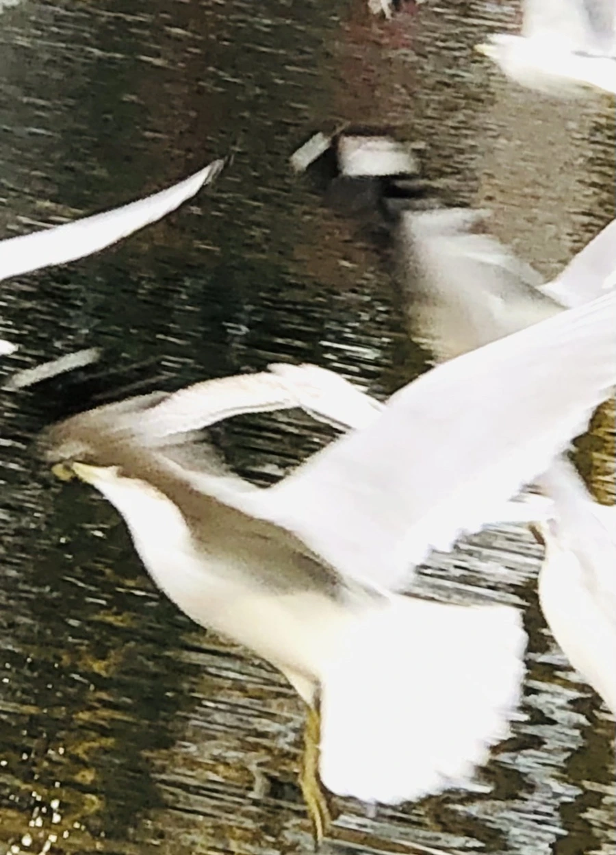 IMG_8637.jpg?type=w966