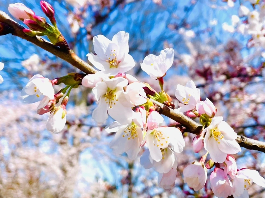 IMG_8400.jpg?type=w966