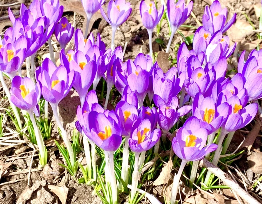 IMG_1223.jpg?type=w966