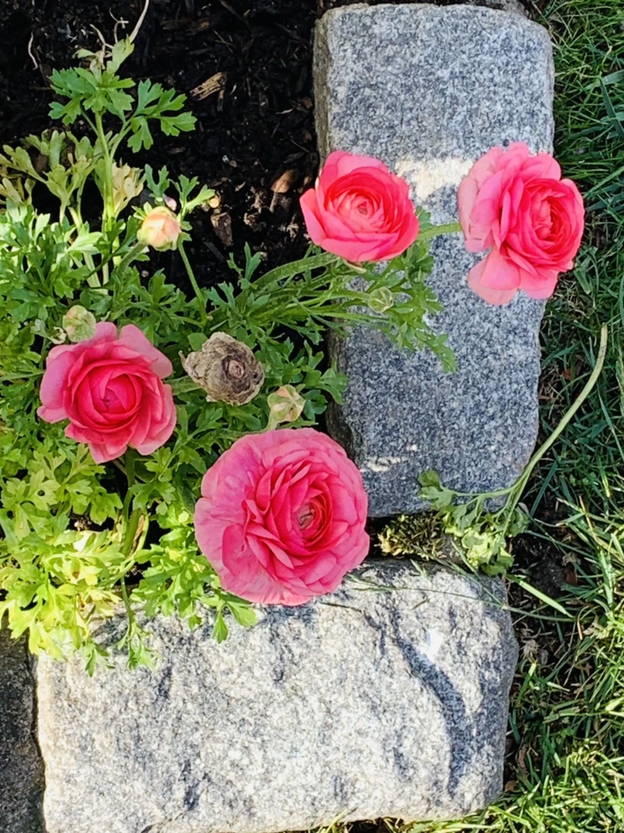 IMG_1053.jpg?type=w966