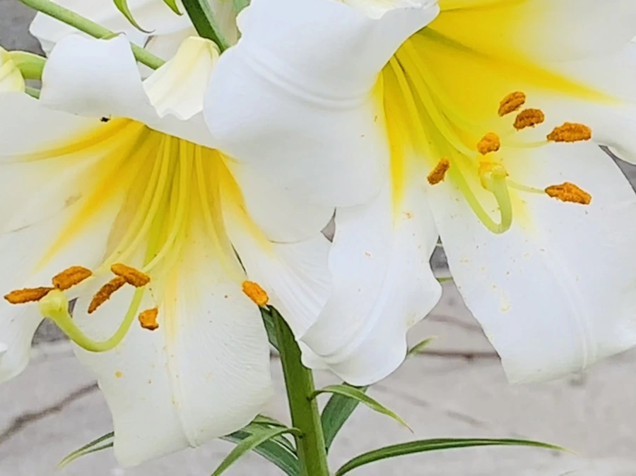 IMG_5657.jpg?type=w966