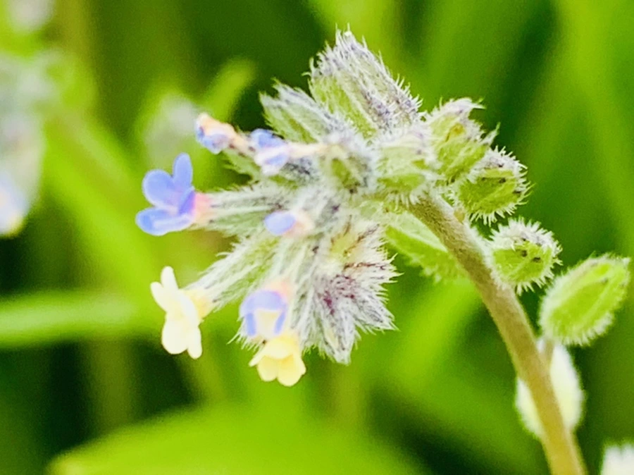 IMG_8659.jpg?type=w966