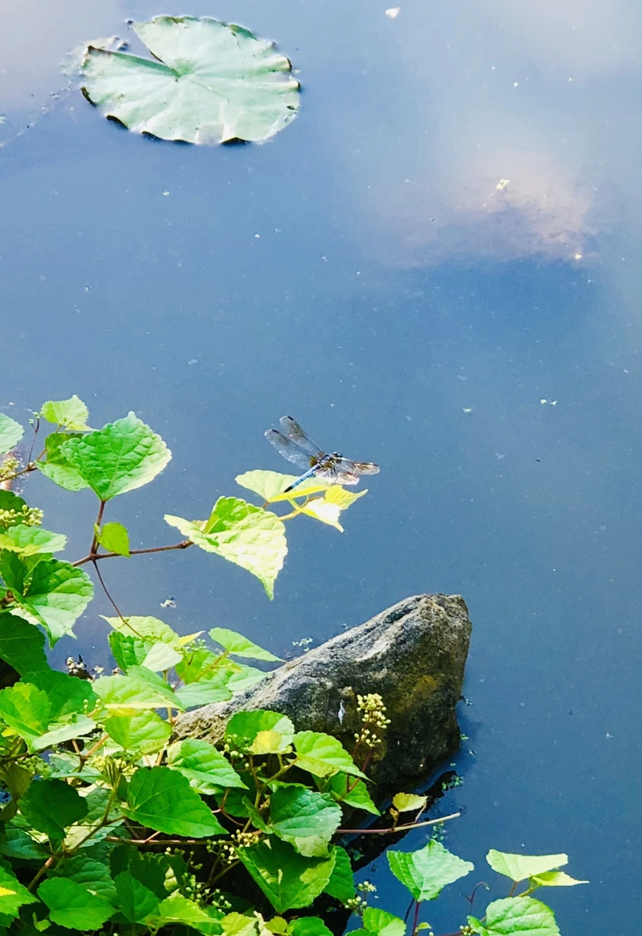 IMG_3979.jpg?type=w966