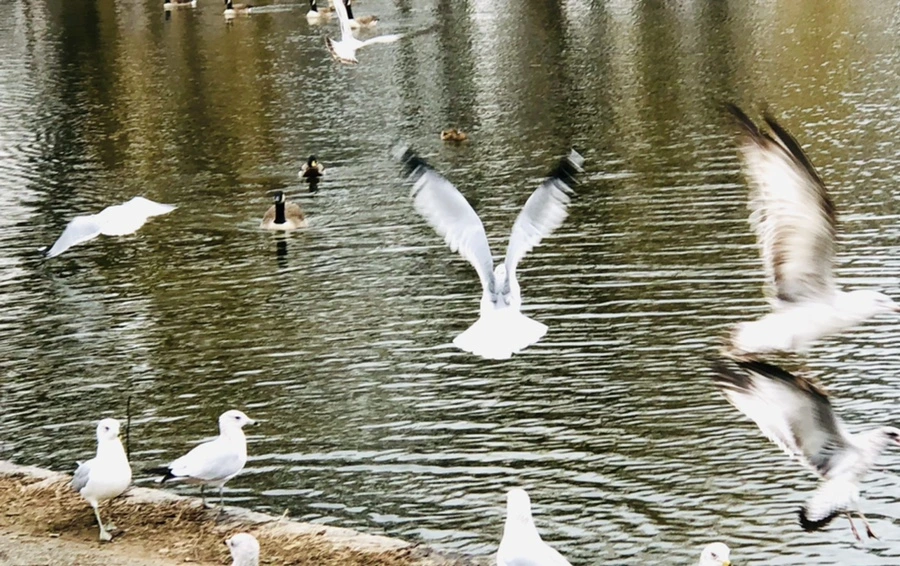 IMG_3271.jpg?type=w966