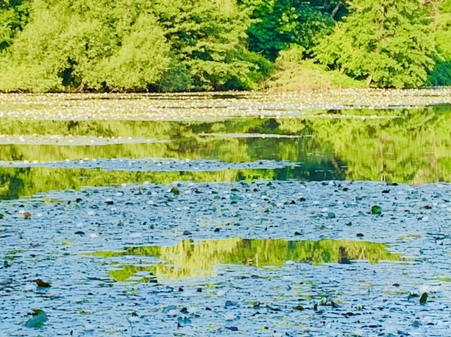 IMG_1916.jpg?type=w966