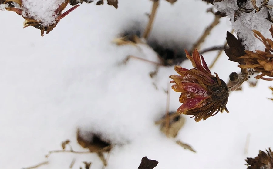 IMG_3313.jpg?type=w966