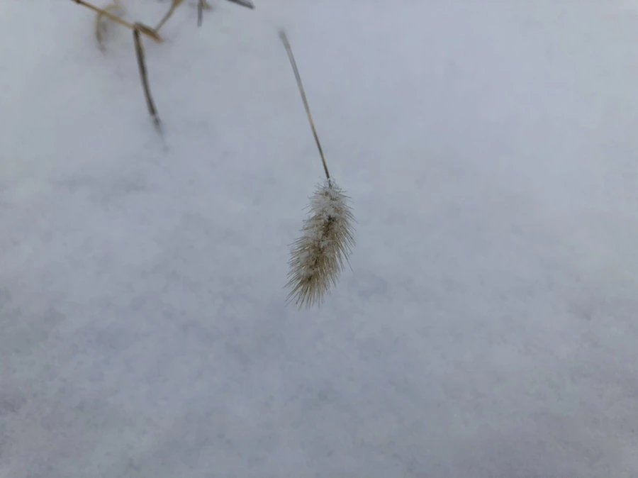 IMG_3338.jpg?type=w966