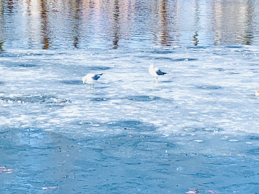 IMG_6979.jpg?type=w966