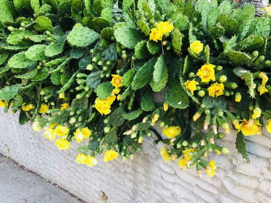 IMG_9801.jpg?type=w966