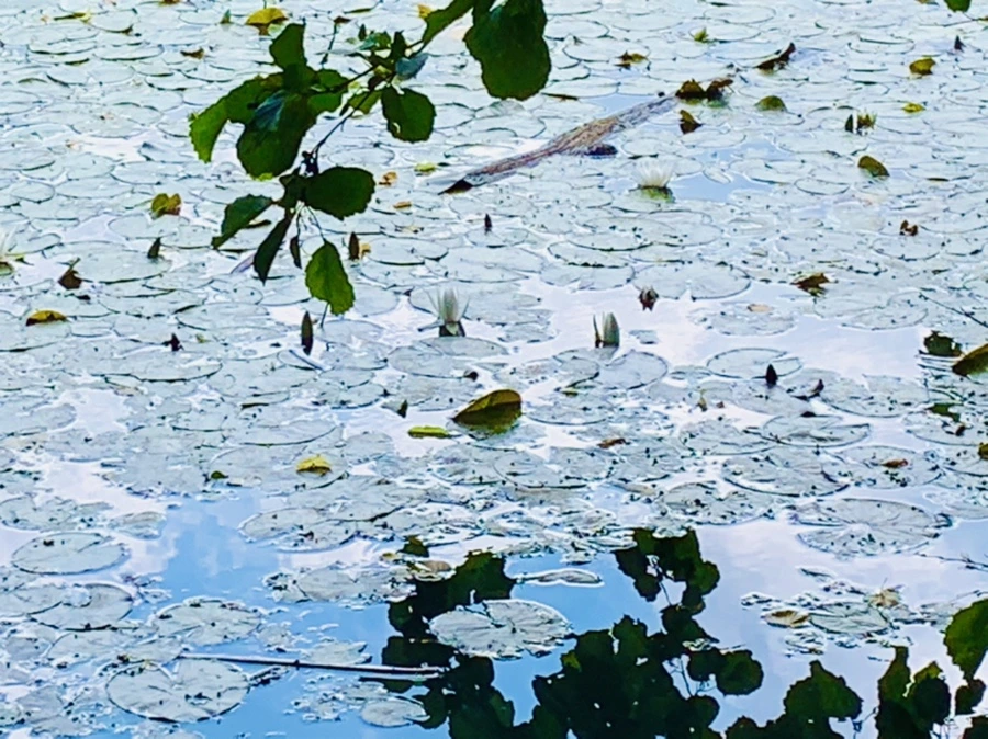 IMG_0815.jpg?type=w966