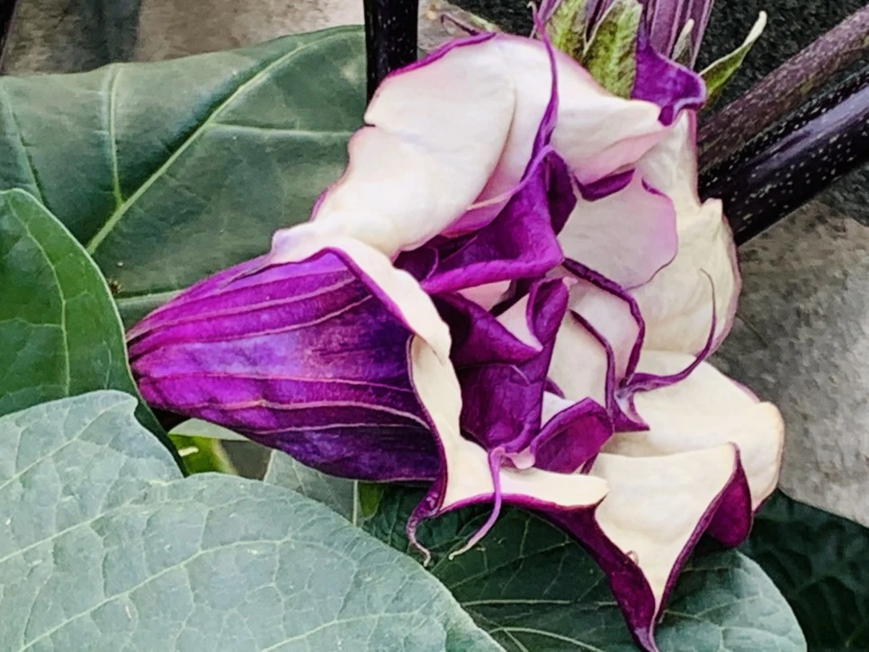 IMG_9378.jpg?type=w966